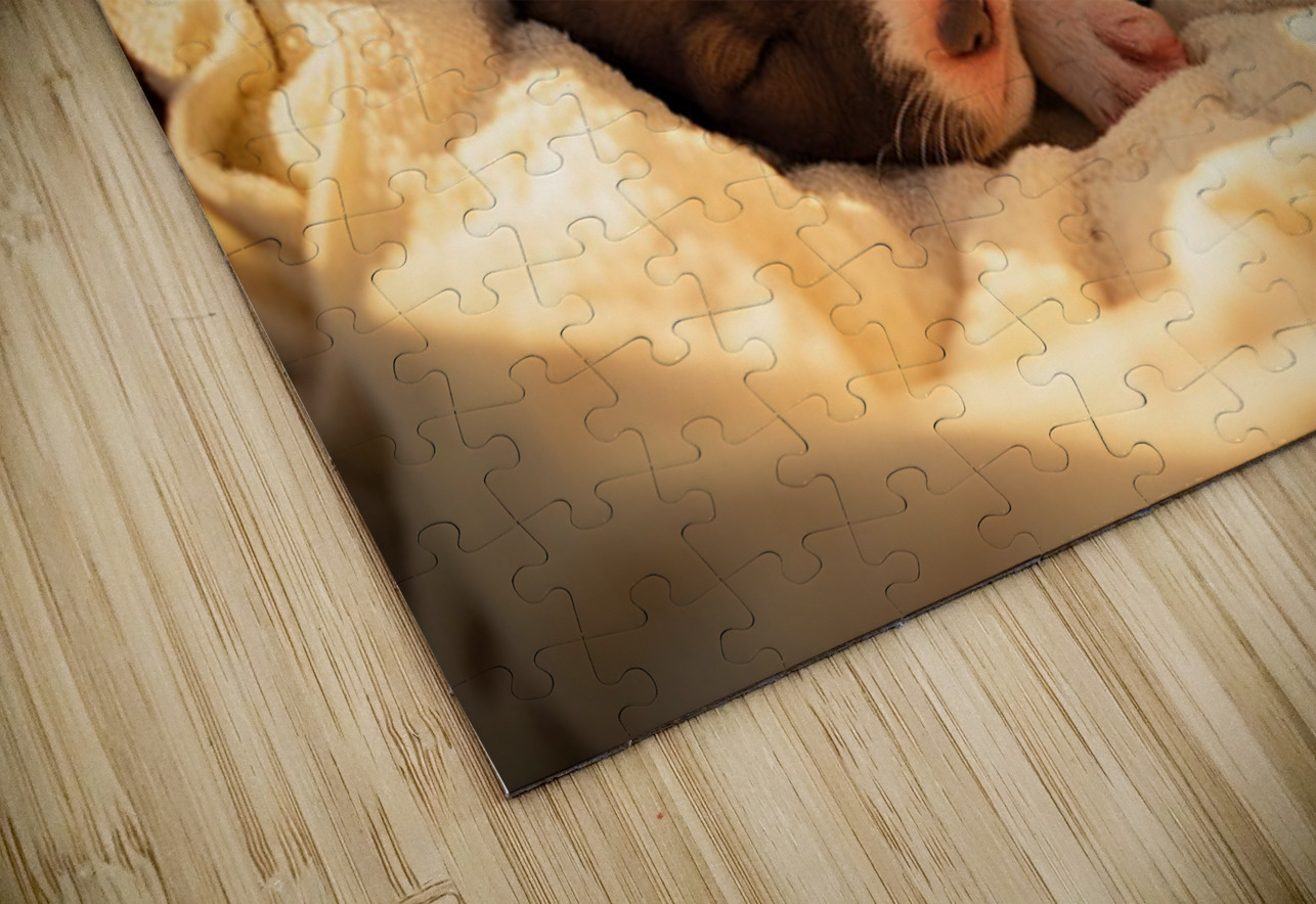 German Shorthaired Pointer Puppy Dreams Peacefully Puppy Prints Puzzle