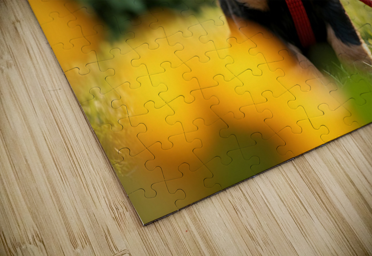 Rottweiler Puppy Gets Tangled In Red Leash Puppy Prints Puzzle