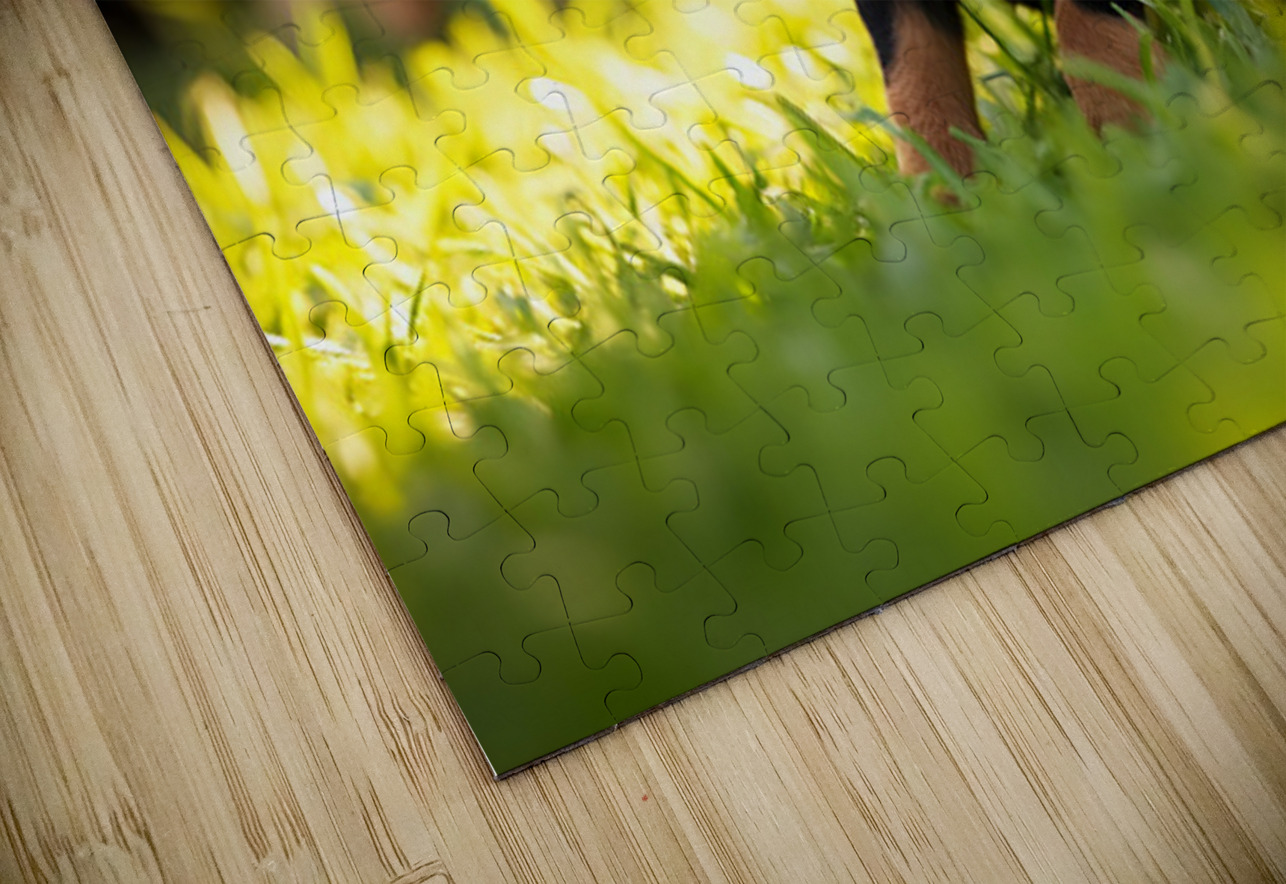 Rottweiler Puppy Ready To Play Puppy Prints Puzzle