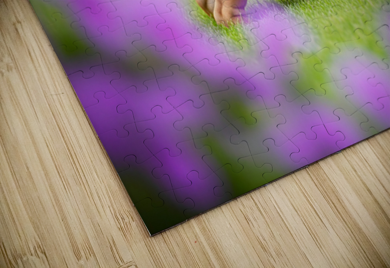 Bulldog Puppy Discovers His Tail Puppy Prints Puzzle