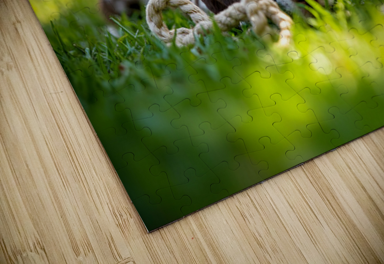German Shorthaired Pointer Puppies Share Chew Toy Together Puppy Prints Puzzle