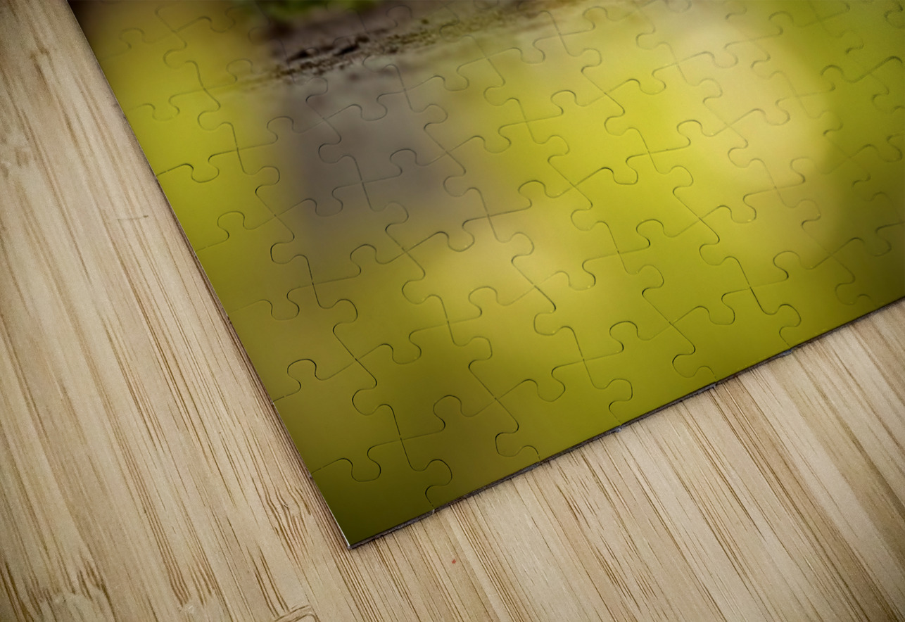Sleepy Dachshund Puppy Yawns In Garden Puppy Prints Puzzle
