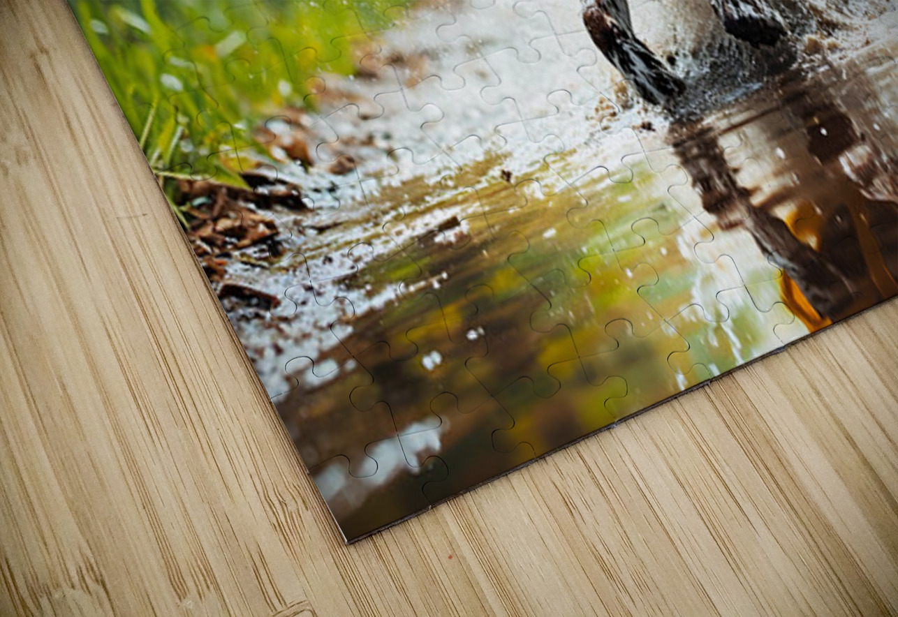 German Shorthaired Pointer Puppy Ready For Rainy Adventure Puppy Prints Puzzle