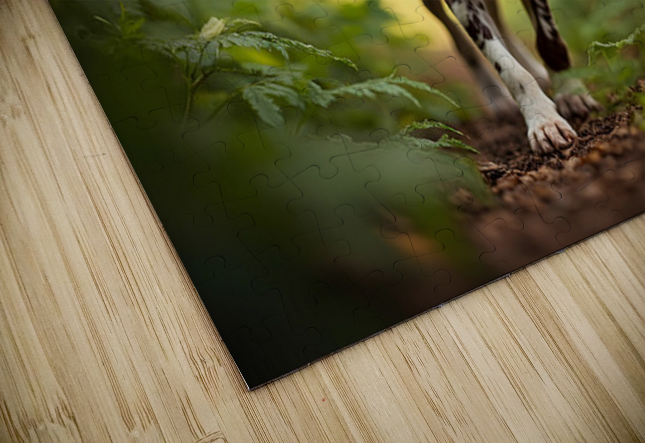 German Shorthaired Pointer Puppy Explores Forest Trail Puppy Prints Puzzle