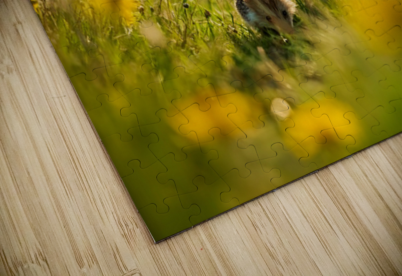 Poodle Puppy Rests Peacefully With Hedgehog Companion Puppy Prints Puzzle