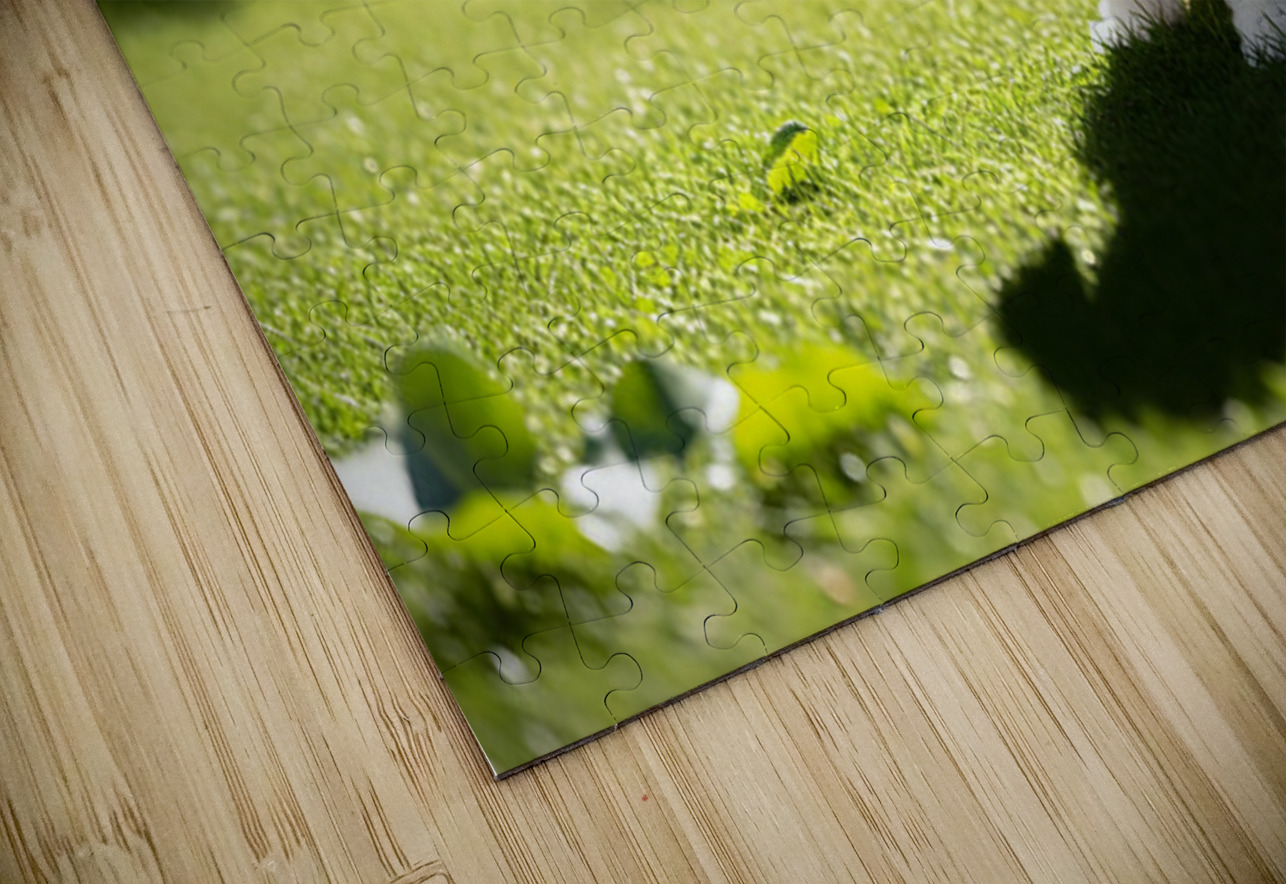 Poodle Puppy Discovers Shadow Play On Sunny Day Puppy Prints Puzzle
