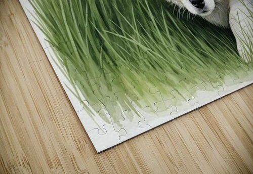 Blue Merle Australian Shepherd Puppy Searches Through Tall Grass Puppy Prints puzzle