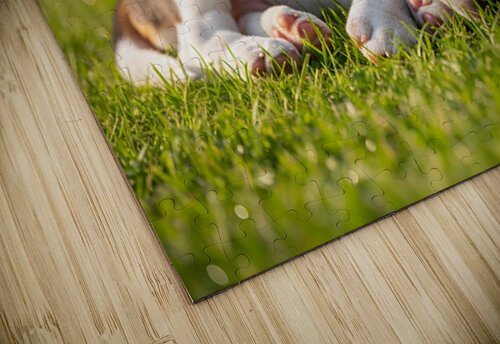 Beagle Puppy Peacefully Sleeping In Sunny Garden Puppy Prints puzzle