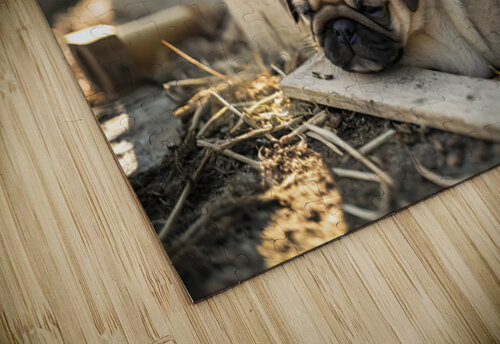 Pug Puppy Settles Comfortably With Sleeping Friends Puppy Prints puzzle