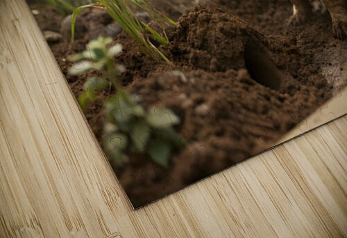 French Bulldog Puppy Discovers Muddy Garden Adventure Puppy Prints puzzle