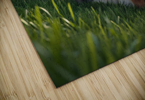 Happy Australian Shepherd Puppy Rolls On Grass Puppy Prints puzzle