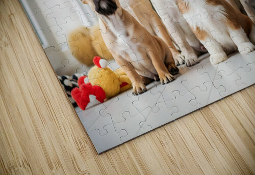 Shih Tzu Puppy Spots Delicious Treats Above Puppy Prints puzzle