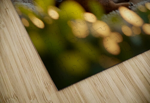 Pug Puppy Dreams In Sunny Spot Puppy Prints puzzle