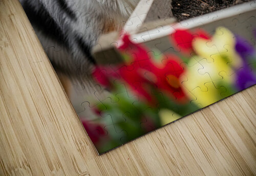 Australian Shepherd Puppy Discovers The Garden Bed Puppy Prints puzzle