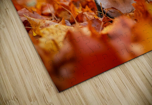 Boston Terrier Puppy Discovers Autumn Leaf Pile Puppy Prints puzzle