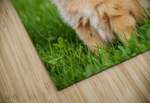 Happy Pomeranian Puppy After Discovering New Scent Puppy Prints puzzle