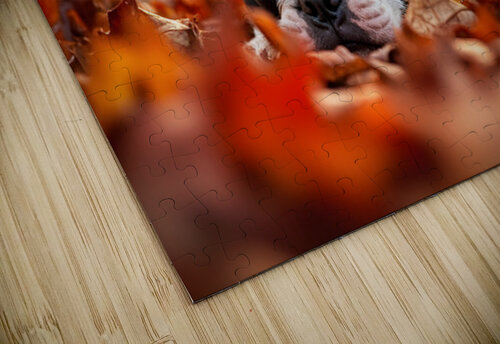 Sleepy Boston Terrier Puppy Rests In Autumn Leaves Puppy Prints puzzle