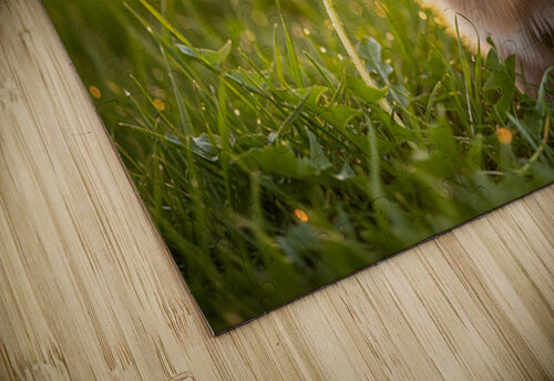 Pomeranian Puppy Discovers Yellow Dandelion In Meadow Puppy Prints puzzle
