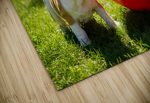 Bulldog Puppy Discovers Giant Red Ball Puppy Prints puzzle