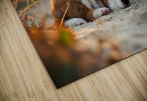 Bulldog Puppy Naps In Sandy Bed Puppy Prints puzzle