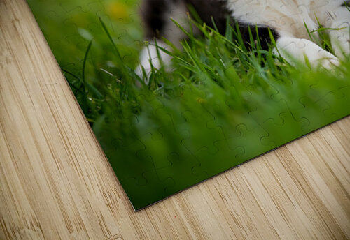 Border Collie Puppy Feeling Sleepy After Ear Scratches Puppy Prints puzzle