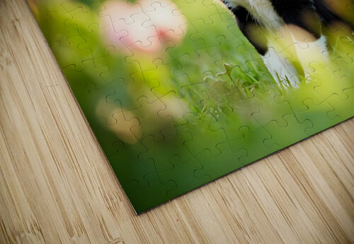 Border Collie Puppy Waiting In The Garden Puppy Prints puzzle