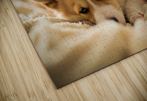 Sleepy Corgi Puppy Rests After Halloween Costume Adventure Puppy Prints puzzle