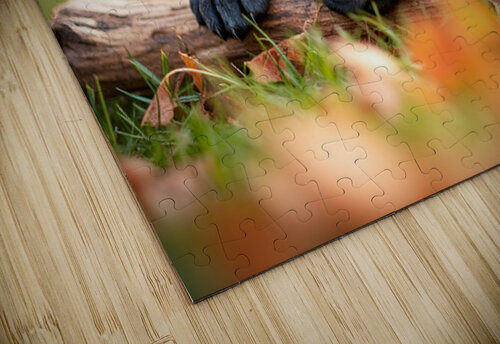Content Cane Corso Puppy Rests On Stick Pillow Puppy Prints puzzle