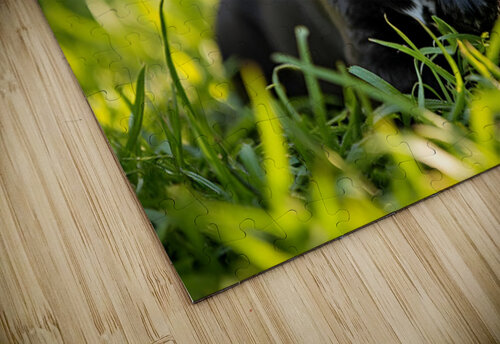 Little Cane Corso Puppy Ready To Learn New Trick Puppy Prints puzzle