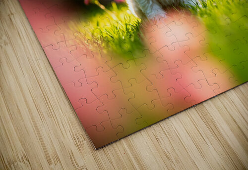 Bichon Puppy Begins Stay Training In Garden Puppy Prints puzzle