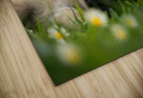 Sleepy Pug Puppy Rests After Perfect Ear Scratches Puppy Prints puzzle