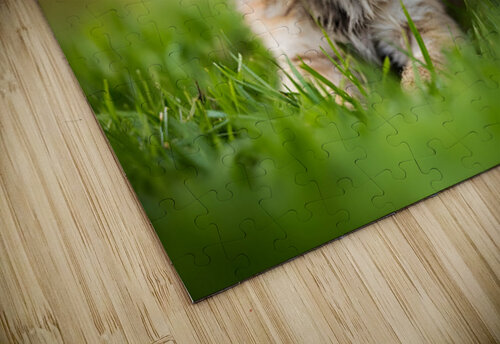 Pug Puppy Gets Gentle Ear Scratches In Garden Puppy Prints puzzle