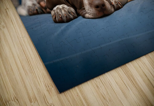 Puppy And Cat Snuggle Together Peacefully Puppy Prints puzzle