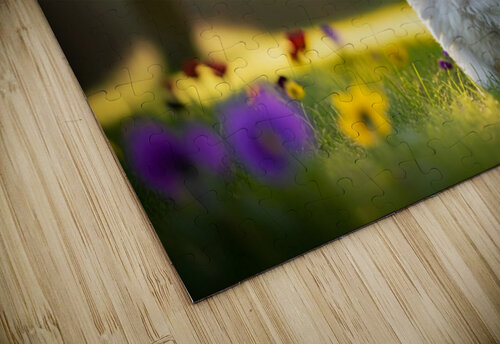 Bichon Frise Puppy Exploring The Garden Alone Puppy Prints puzzle