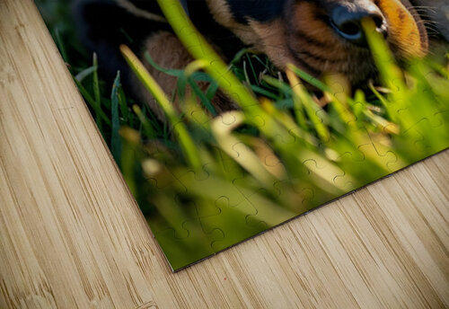Sleepy Puppies Rest After Playing Hard Puppy Prints puzzle