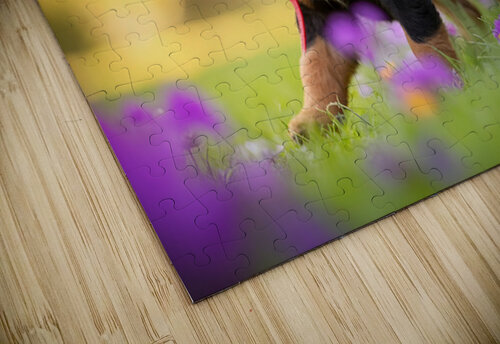 Free Rottweiler Puppy Wags Tail With Joy Puppy Prints puzzle