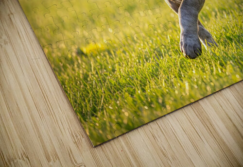 Confident Puppy Masters The Art Of Walking Puppy Prints puzzle