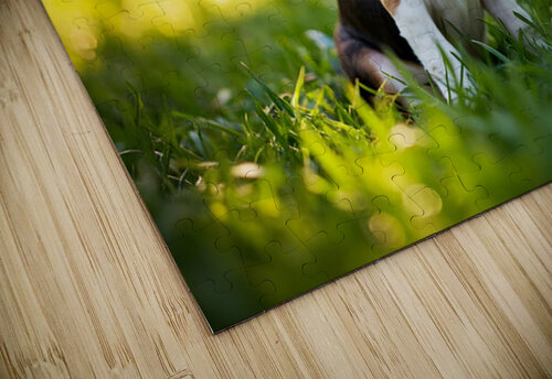 Beagle Puppy Senses Something Strange Behind Him Puppy Prints puzzle