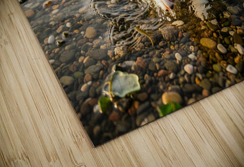 Playful Australian Shepherd Puppy Splashes In Shallow Tide Pool Puppy Prints puzzle
