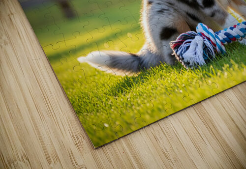 Australian Shepherd Puppy Discovers Big Chew Toy Puppy Prints puzzle