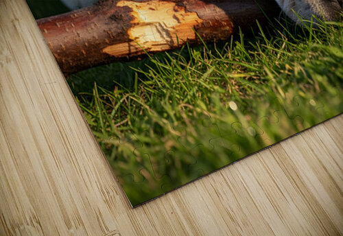 Tired French Bulldog Puppy Rests After Stick Chewing Session Puppy Prints puzzle