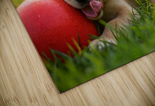 Exhausted Golden Retriever Puppy Rests Beside The Giant Ball Puppy Prints puzzle