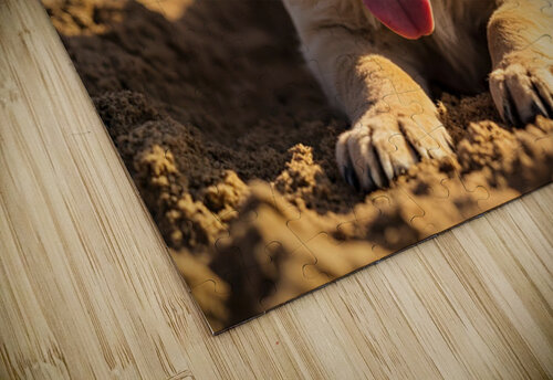 Happy Golden Retriever Puppy Sits In Ruins Of Destroyed Castle Puppy Prints puzzle