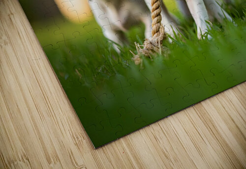 German Shorthaired Pointer Puppy Discovers Big Chew Toy Puppy Prints puzzle