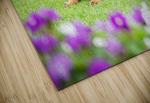 Rottweiler Puppy Starts The Chase In Sunny Yard Puppy Prints puzzle