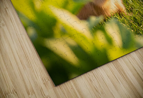 Happy Pomeranian Puppy After Learning Handshake Puppy Prints puzzle