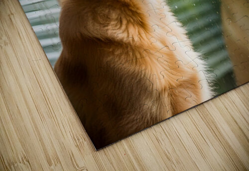 Peaceful Golden Retriever Puppy Rests By Rainy Window Puppy Prints puzzle