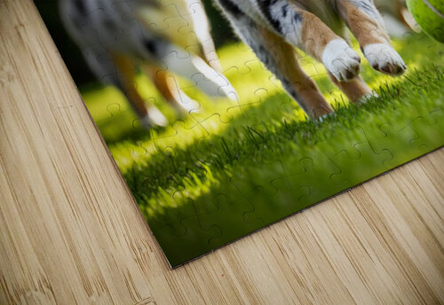 Australian Shepherd Puppy Catches Tennis Ball Puppy Prints puzzle