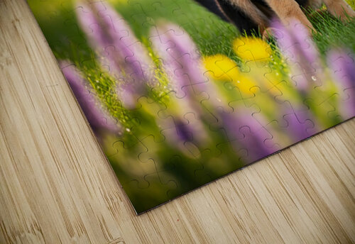 German Shepherd Puppy Returns Pinecone For Another Round Puppy Prints puzzle