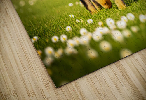 German Shepherd Puppy Watches Pinecone Soar Through Air Puppy Prints puzzle
